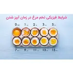تخم مرغ پز جیپاس مدل GEB63019UK ظرفیت 16 تخم مرغ با بدنه استیل thumb 5